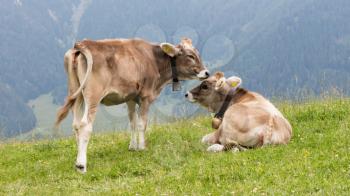 Milk cows in a meadow of grass, Alps, Austria