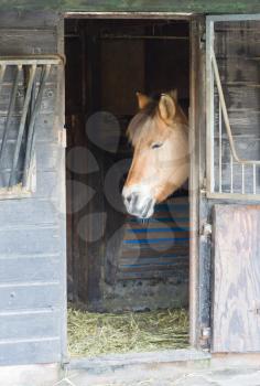 Horse standing in a stable - Head visible though the door