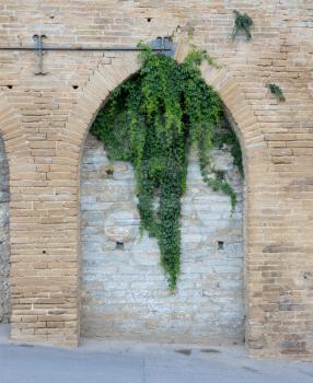 Old wall background with ivy climbing tree - Germany