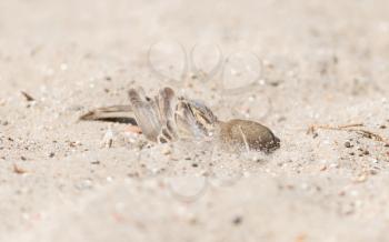 Sparrow washing in sand, selective focus on the eyes