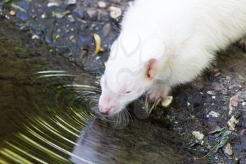 Albino skunk drinking from a small pool