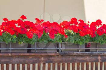 Flowers on a balcony - Colorful Germany in the summer  - Selective focus