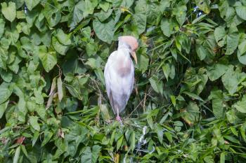 Bubulcus ibis, cattle egret, in a tree