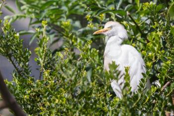 Bubulcus ibis, cattle egret, in a tree