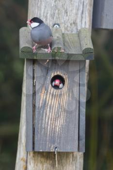 Weaver bird peeking out of it's nest - Selective focus