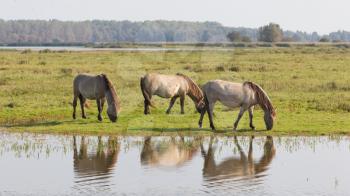 Grazing Konik horses in the north of the Netherlands