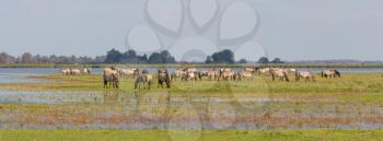 Grazing Konik horses in the north of the Netherlands