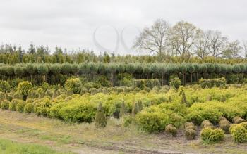 Plantation in the Netherlands - Growing trees for selling