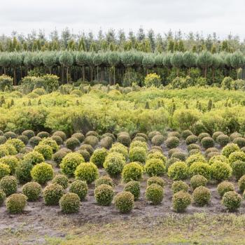 Plantation in the Netherlands - Growing trees for selling