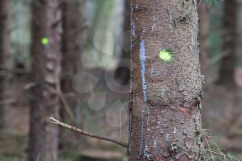 Forestry industry tree felling and timber logging, marked tree