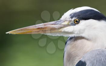 Great Blue Heron standing quietly, extreme close-up