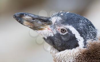 Humboldt penguin, young one, closeup, selective focus