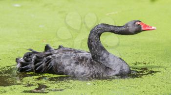 Black swan is swimming in a dirty pond
