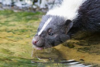 Albino skunk drinking from a small pool