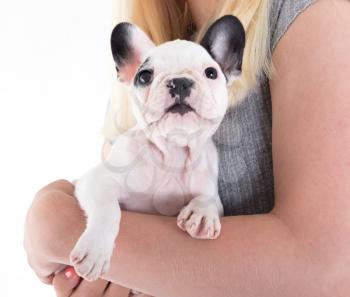 French bulldog puppy in the arms of a woman