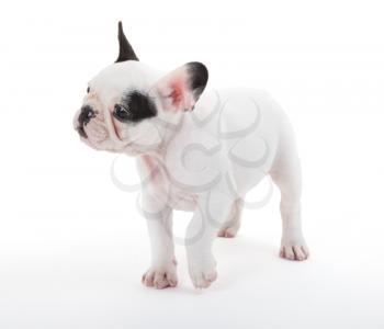 French puppy bulldog, isolated on a white background, selective focus