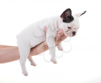 French puppy bulldog, isolated on a white background, selective focus