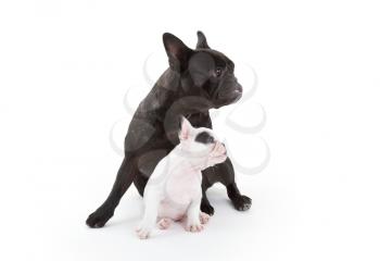 French bulldog puppy with an adult one, selective focus