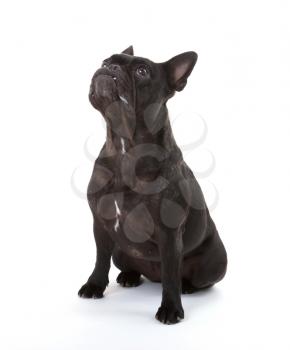 French bulldog isolated on a white background, selective focus