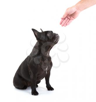 French bulldog giving a paw, selective focus