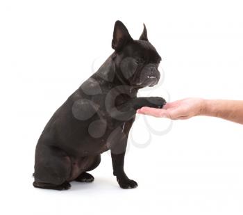 French bulldog giving a paw, selective focus