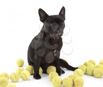 French bulldog with tennisballs, isolated on a white background, selective focus