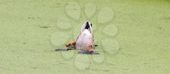 Mallard duck in duckweed, upside down, the Netherlands