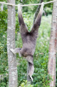 White-handed gibbon (Hylobates lar) hanging on rope