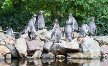 Penguin Humboldt colony standing on the rocks