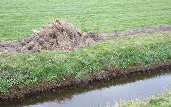 Mown reed at the side of the ditch, the Netherlands