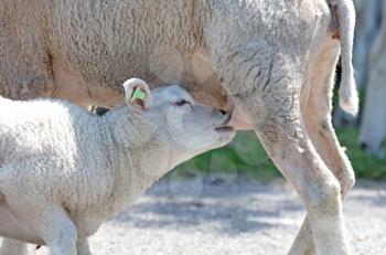 Little lamb drinking with its mom sheep