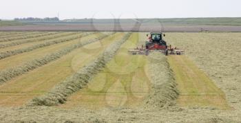 Tractor and grass turner work in dutch meadow, haymaking