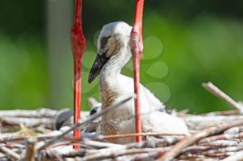 Chick of a white stork sitting on a nest (Ciconia Ciconia)