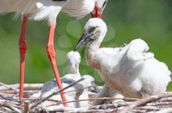 Chick of a white stork sitting on a nest (Ciconia Ciconia)