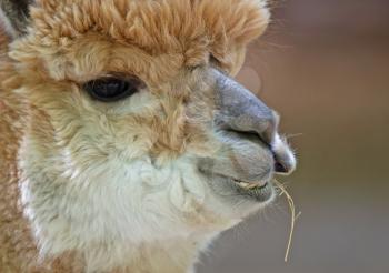 Fluffy brown alpaca head, eating, selective focus