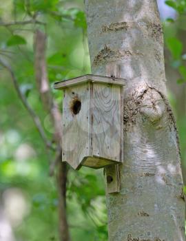 Wooden bird house on tree, selective focus