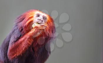 Golden lion tamarin / golden marmoset - red monkey, eating