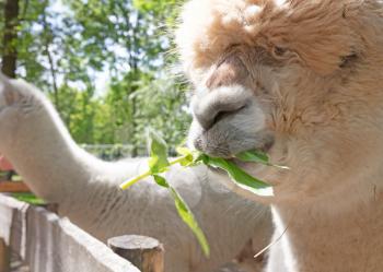 Fluffy brown alpaca head, eating, selective focus