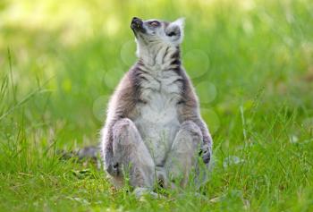 Ring tailed lemur (Lemur catta) sitting on the ground