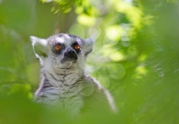Ring tailed lemur (Lemur catta) sitting in a tree