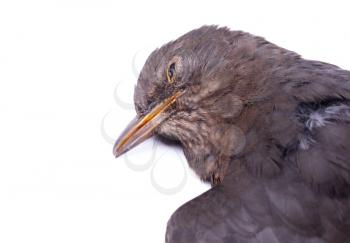 Dead blackbird isolated on a white background