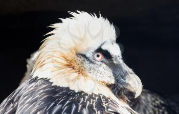 Close-up of a large eagle, selective focus