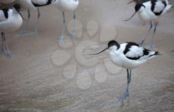 Wader: black and white Pied avocet on the beach, selective focus