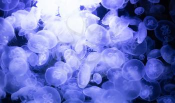 Image of many jellyfish in an aquarium, blue