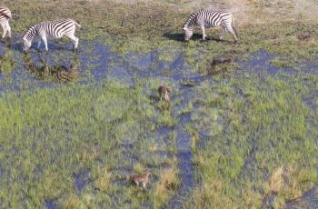 Wild African zebra and monkeys in the Okavango delta - Botswana - Aerial view