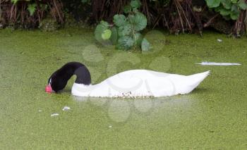 Black necked swan (Cygnus melancoryphus) swimming in duckweed