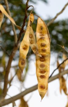 Seeds hanging in a tree, Madagascar, Africa
