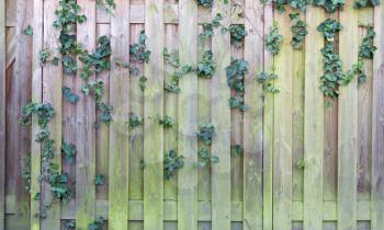 Ivy on a wooden fence - Garden in the Netherlands