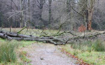 Tree fallen down by a strong storm blocks a path