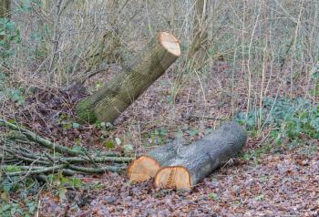 Fallen tree in a dutch forest - Storm